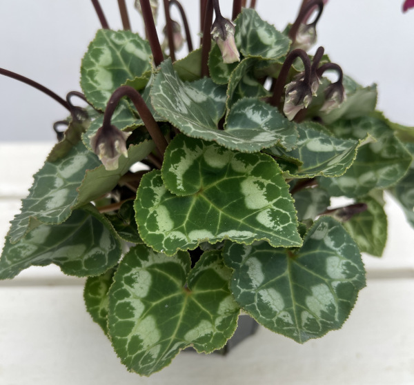 シクラメン(ミニ):広原園さん変り咲き(25-26)3号ポット【現品販売】