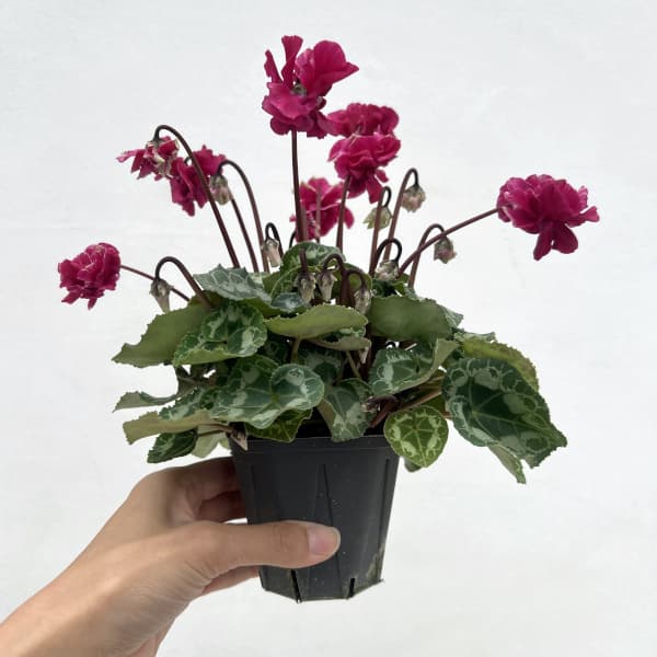 シクラメン(ミニ):広原園さん変り咲き(25-26)3号ポット【現品販売】