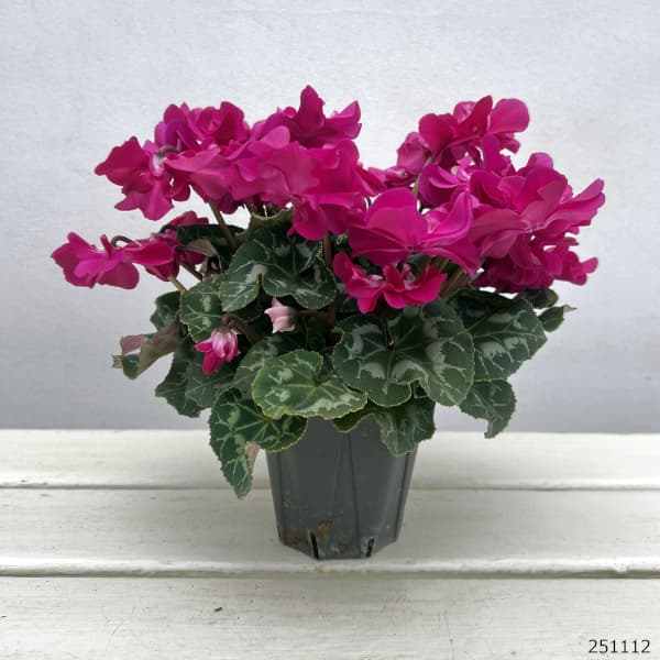 シクラメン(ミニ):広原園さん変り咲き(25-27)ブレイズパープル3号ポット【現品販売】