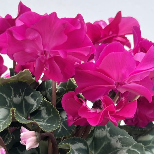 シクラメン(ミニ):広原園さん変り咲き(25-27)ブレイズパープル3号ポット【現品販売】