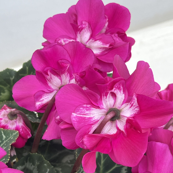 シクラメン(ミニ):広原園さん変り咲き(25-27)ブレイズパープル3号ポット【現品販売】