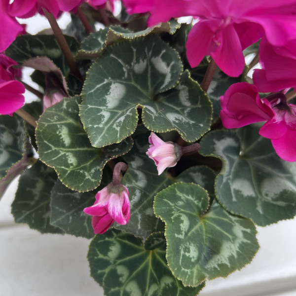 シクラメン(ミニ):広原園さん変り咲き(25-27)ブレイズパープル3号ポット【現品販売】