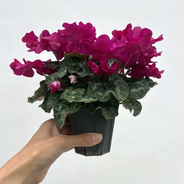 シクラメン(ミニ):広原園さん変り咲き(25-27)ブレイズパープル3号ポット【現品販売】