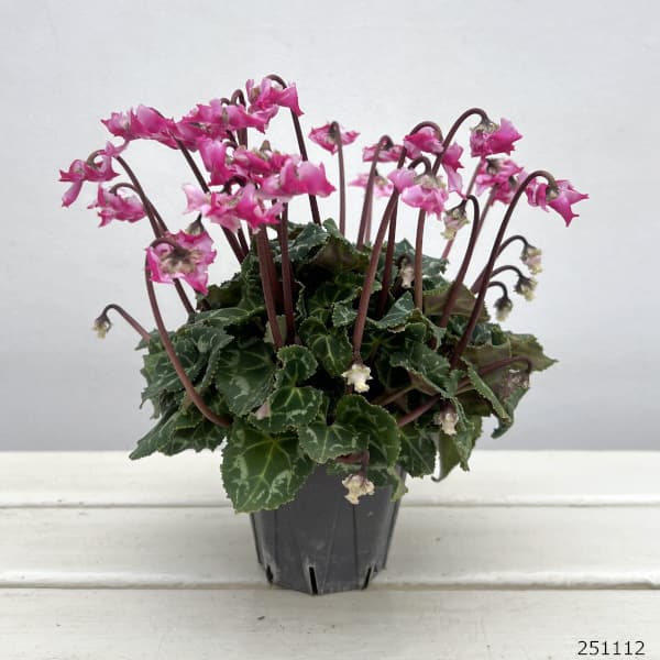 シクラメン(ミニ):広原園さん変り咲き(25-28)3号ポット【現品販売】