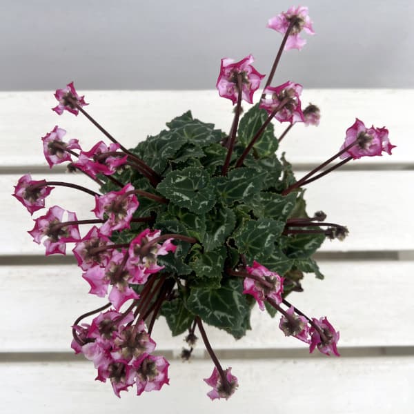 シクラメン(ミニ):広原園さん変り咲き(25-28)3号ポット【現品販売】