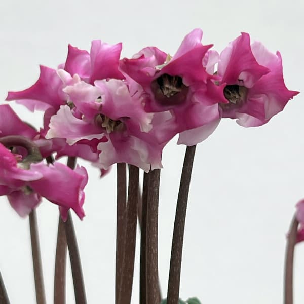 シクラメン(ミニ):広原園さん変り咲き(25-28)3号ポット【現品販売】