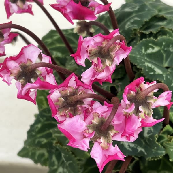 シクラメン(ミニ):広原園さん変り咲き(25-28)3号ポット【現品販売】