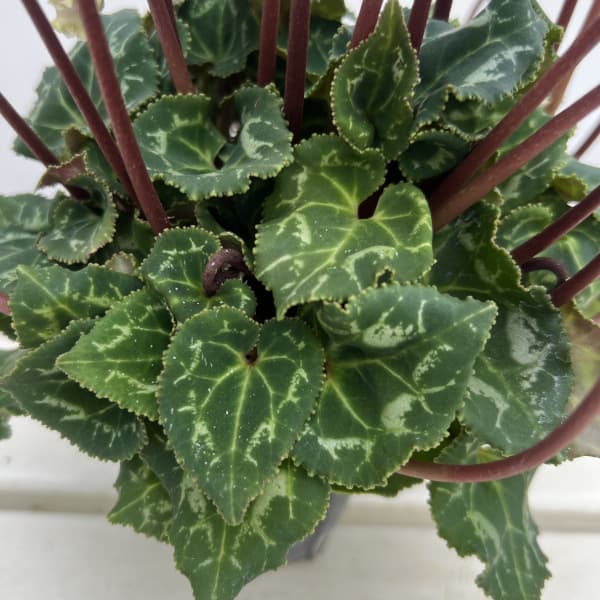 シクラメン(ミニ):広原園さん変り咲き(25-28)3号ポット【現品販売】