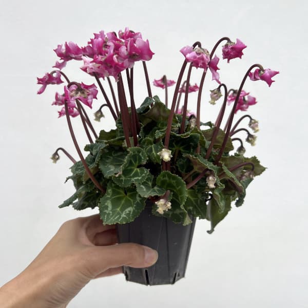 シクラメン(ミニ):広原園さん変り咲き(25-28)3号ポット【現品販売】