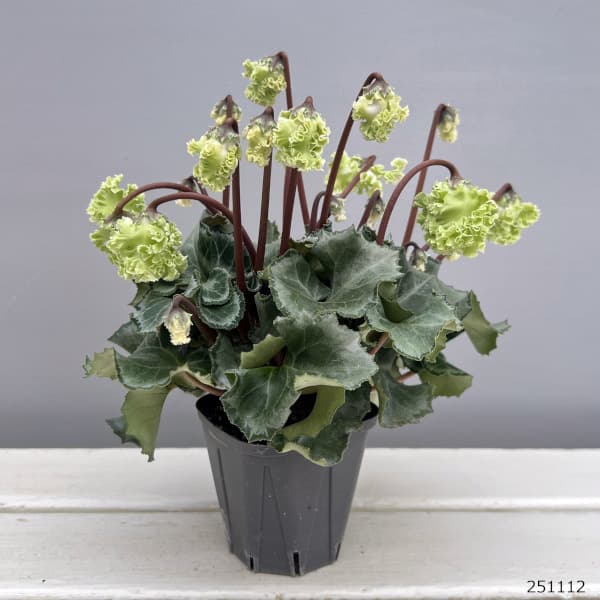 シクラメン(ミニ):広原園さん変り咲き(25-29)コロナ ブリリアントグリーン3号ポット【現品販売】