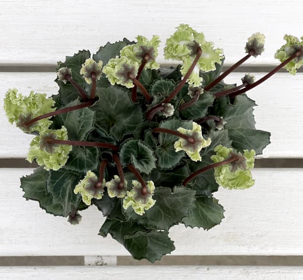 シクラメン(ミニ):広原園さん変り咲き(25-29)コロナ ブリリアントグリーン3号ポット【現品販売】