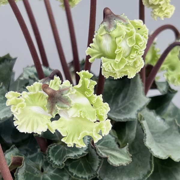 シクラメン(ミニ):広原園さん変り咲き(25-29)コロナ ブリリアントグリーン3号ポット【現品販売】