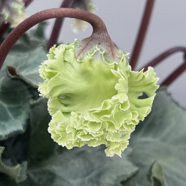 シクラメン(ミニ):広原園さん変り咲き(25-29)コロナ ブリリアントグリーン3号ポット【現品販売】