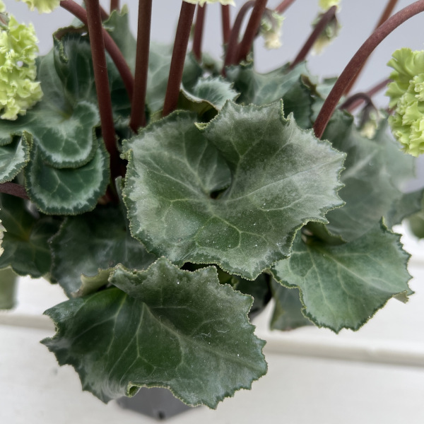 シクラメン(ミニ):広原園さん変り咲き(25-29)コロナ ブリリアントグリーン3号ポット【現品販売】