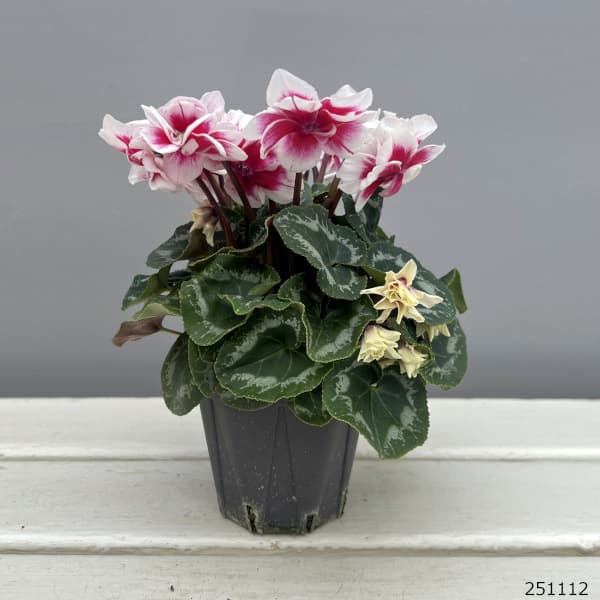 シクラメン(ミニ):広原園さん変り咲き(25-30)ダブルベリーサンデー3号ポット【現品販売】