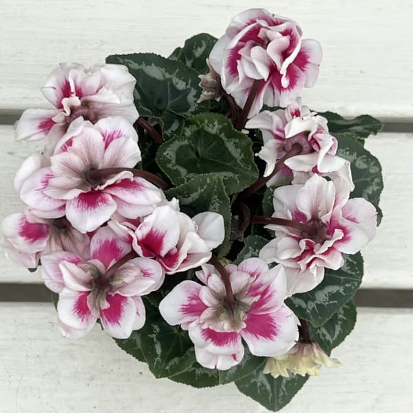 シクラメン(ミニ):広原園さん変り咲き(25-30)ダブルベリーサンデー3号ポット【現品販売】