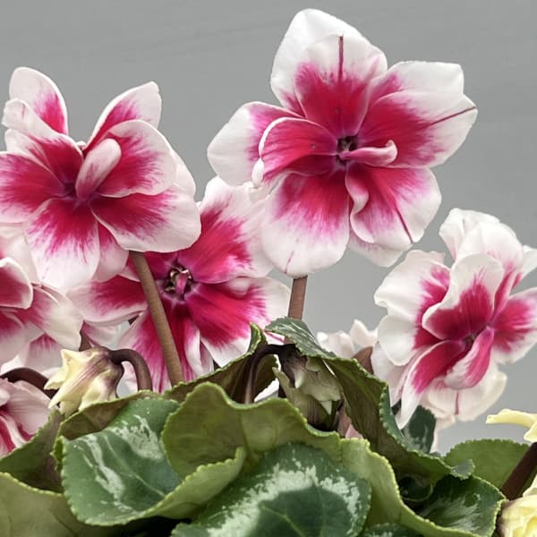 シクラメン(ミニ):広原園さん変り咲き(25-30)ダブルベリーサンデー3号ポット【現品販売】