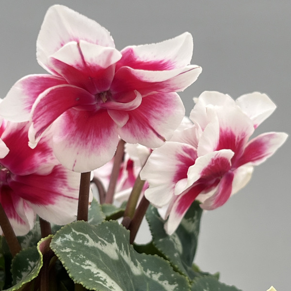 シクラメン(ミニ):広原園さん変り咲き(25-30)ダブルベリーサンデー3号ポット【現品販売】