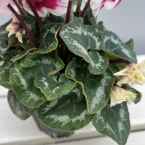 シクラメン(ミニ):広原園さん変り咲き(25-30)ダブルベリーサンデー3号ポット【現品販売】