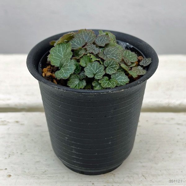 極姫ユキノシタ2.5号ポット