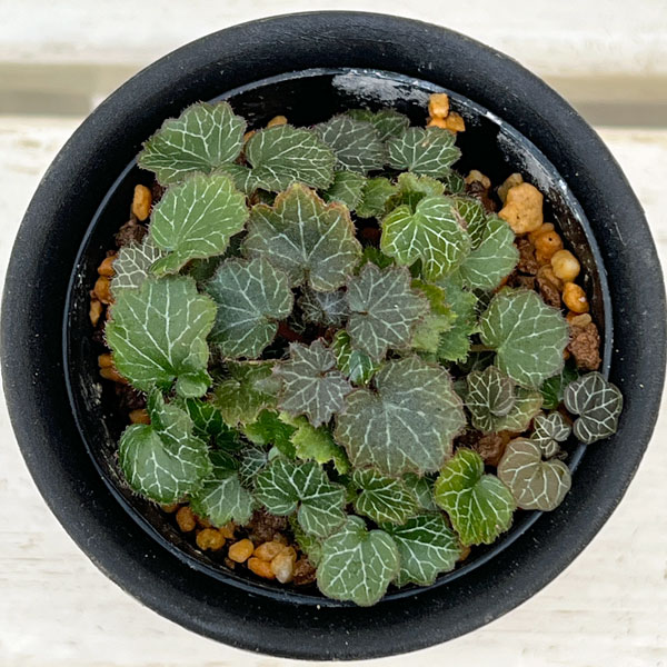 極姫ユキノシタ2.5号ポット