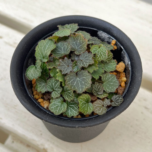 極姫ユキノシタ2.5号ポット