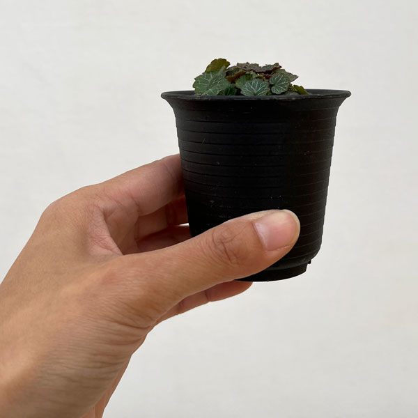 極姫ユキノシタ2.5号ポット