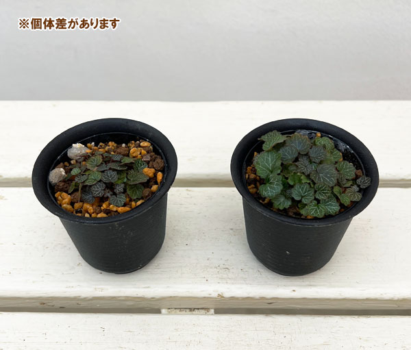 極姫ユキノシタ2.5号ポット