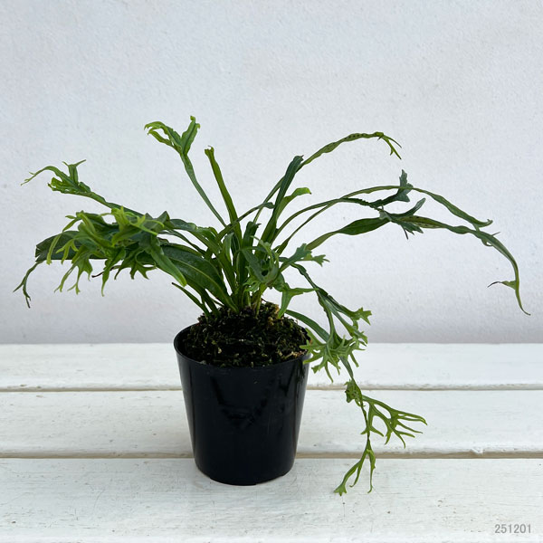 シダ：ノキシノブ　実生ハイブリッド（獅子葉系）2.5号ポット