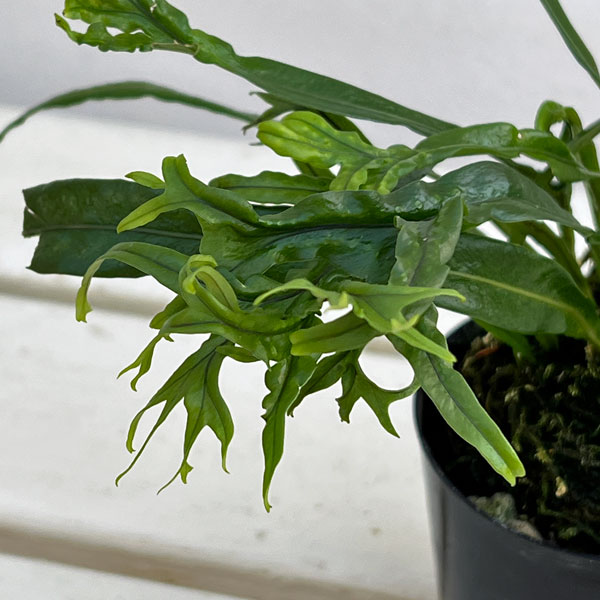 シダ：ノキシノブ　実生ハイブリッド（獅子葉系）2.5号ポット