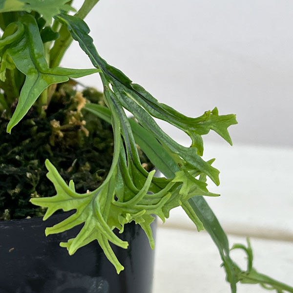 シダ：ノキシノブ　実生ハイブリッド（獅子葉系）2.5号ポット