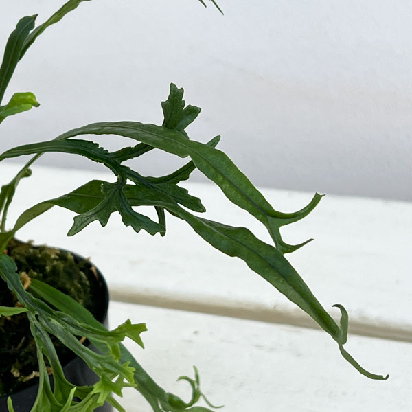 シダ：ノキシノブ　実生ハイブリッド（獅子葉系）2.5号ポット