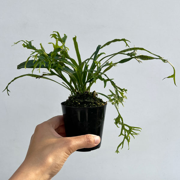 シダ：ノキシノブ　実生ハイブリッド（獅子葉系）2.5号ポット