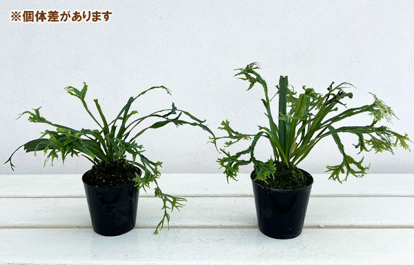 シダ：ノキシノブ　実生ハイブリッド（獅子葉系）2.5号ポット