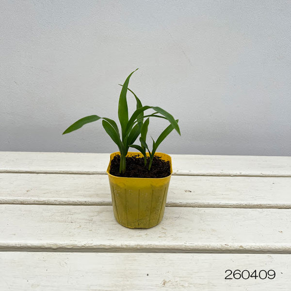 とうもろこし：ゴールドラッシュ(R)86自根苗3号ポット