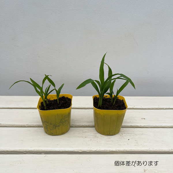 とうもろこし：ゴールドラッシュ(R)86自根苗3号ポット