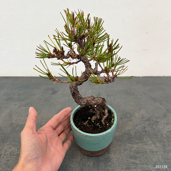 アカマツ（赤松）：小品盆栽 25-01
