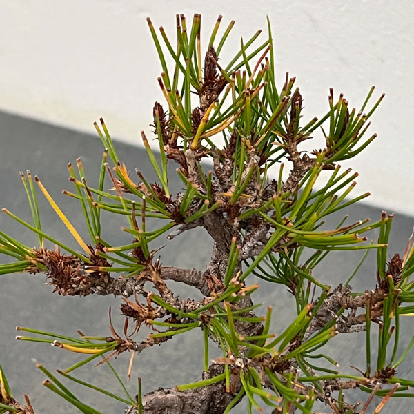 アカマツ（赤松）：小品盆栽 25-01