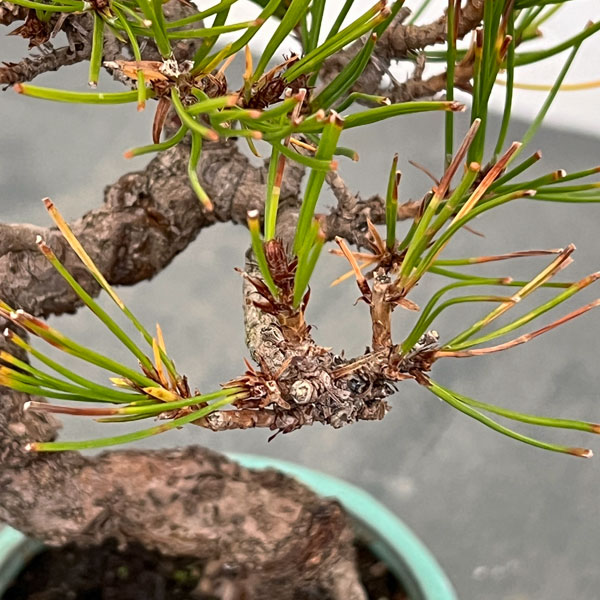 アカマツ（赤松）：小品盆栽 25-01