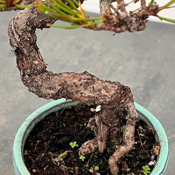 アカマツ（赤松）：小品盆栽 25-01