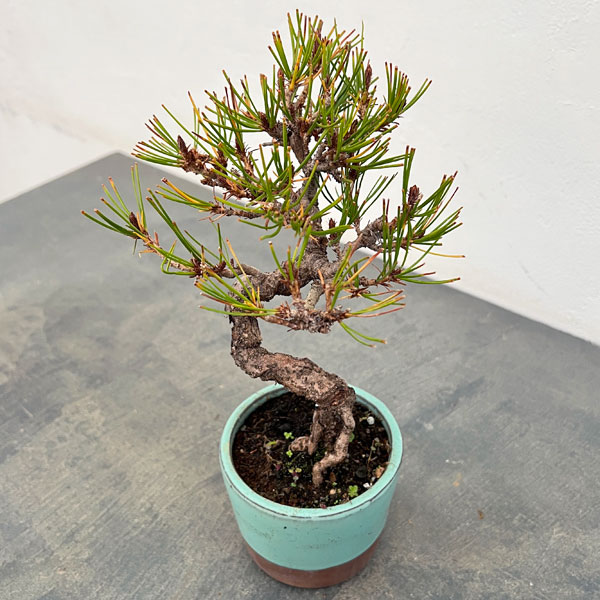 アカマツ（赤松）：小品盆栽 25-01