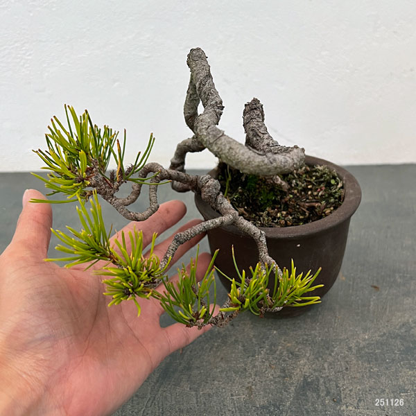 アカマツ（赤松）：小品盆栽 25-02