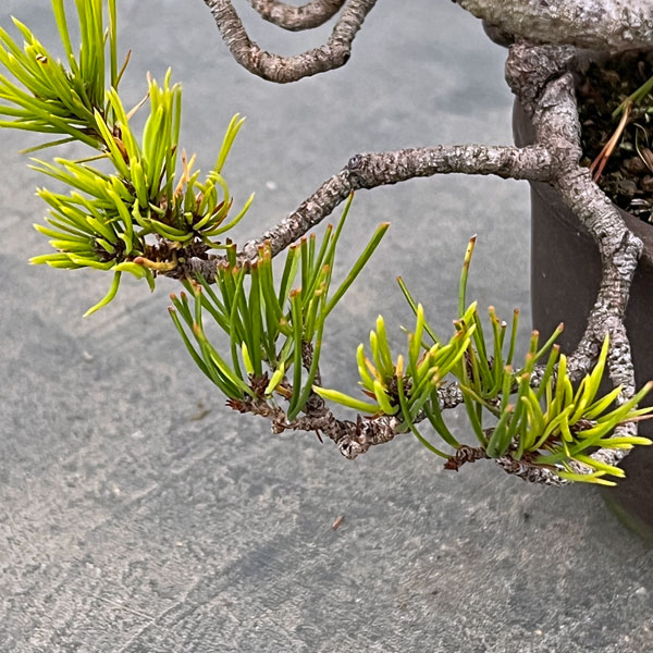 アカマツ（赤松）：小品盆栽 25-02