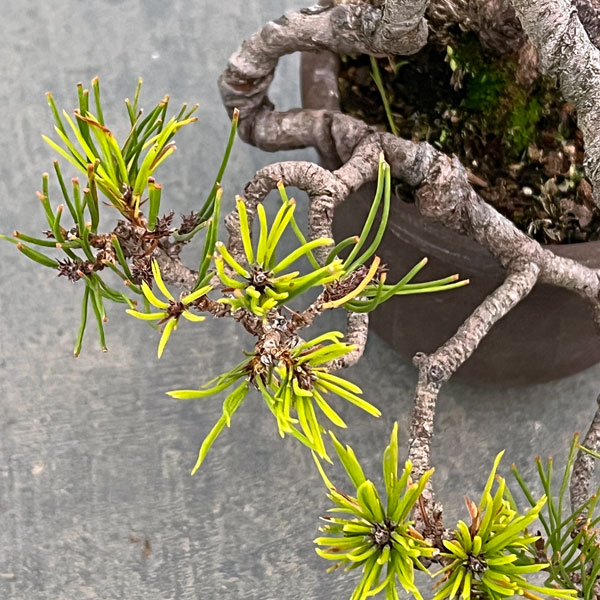 アカマツ（赤松）：小品盆栽 25-02