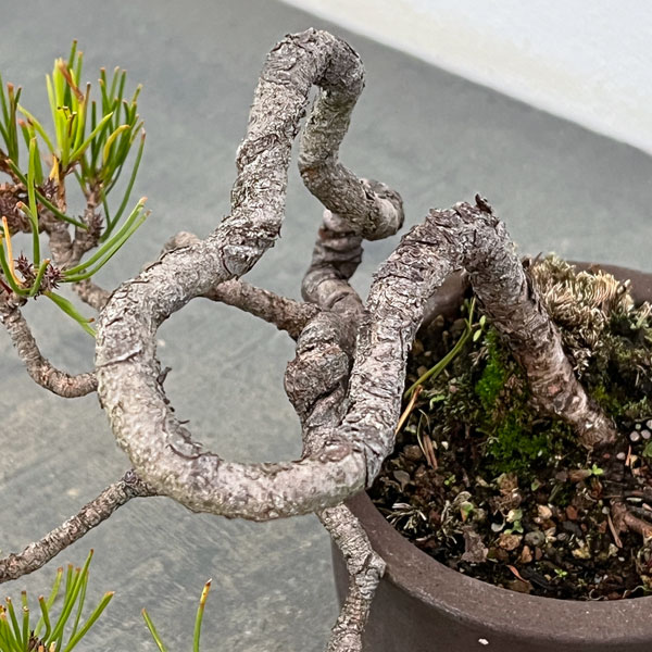 アカマツ（赤松）：小品盆栽 25-02