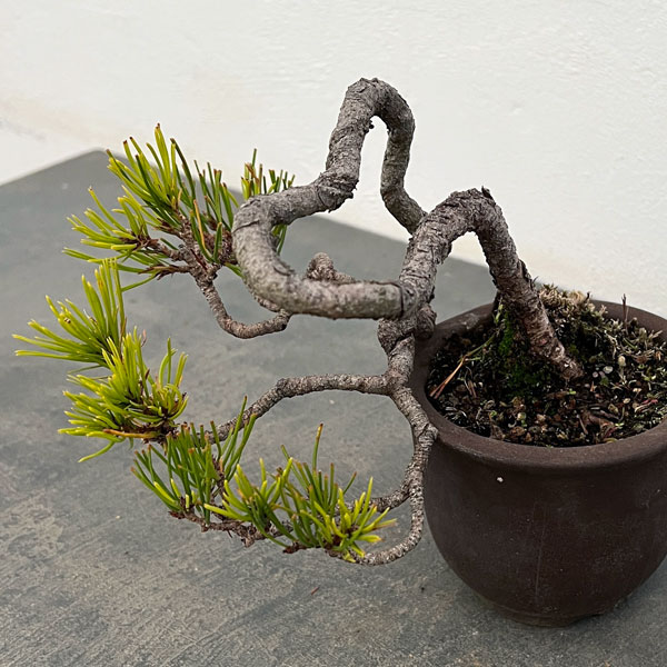 アカマツ（赤松）：小品盆栽 25-02