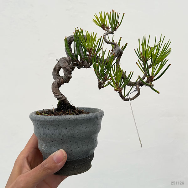 アカマツ（赤松）：小品盆栽 25-03