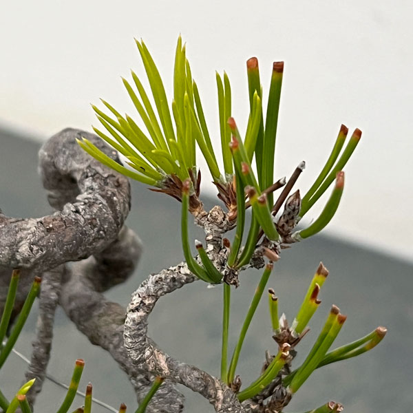 アカマツ（赤松）：小品盆栽 25-03