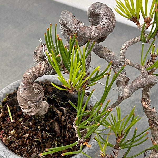 アカマツ（赤松）：小品盆栽 25-03
