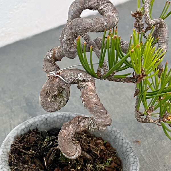 アカマツ（赤松）：小品盆栽 25-03